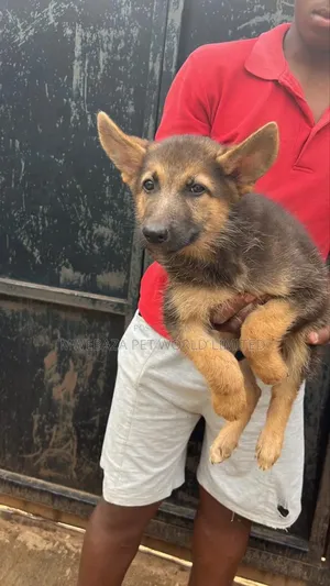 1-3 months Male Purebred German Shepherd