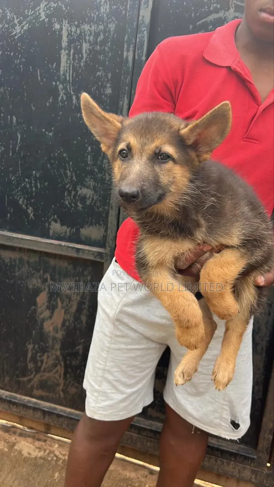 1-3 months Male Purebred German Shepherd
