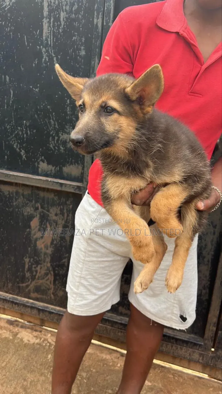 1-3 months Male Purebred German Shepherd