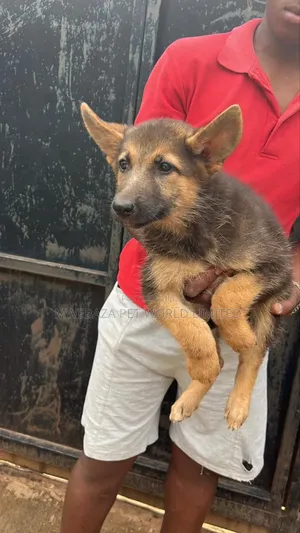 1-3 months Male Purebred German Shepherd