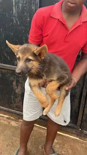 1-3 months Male Purebred German Shepherd