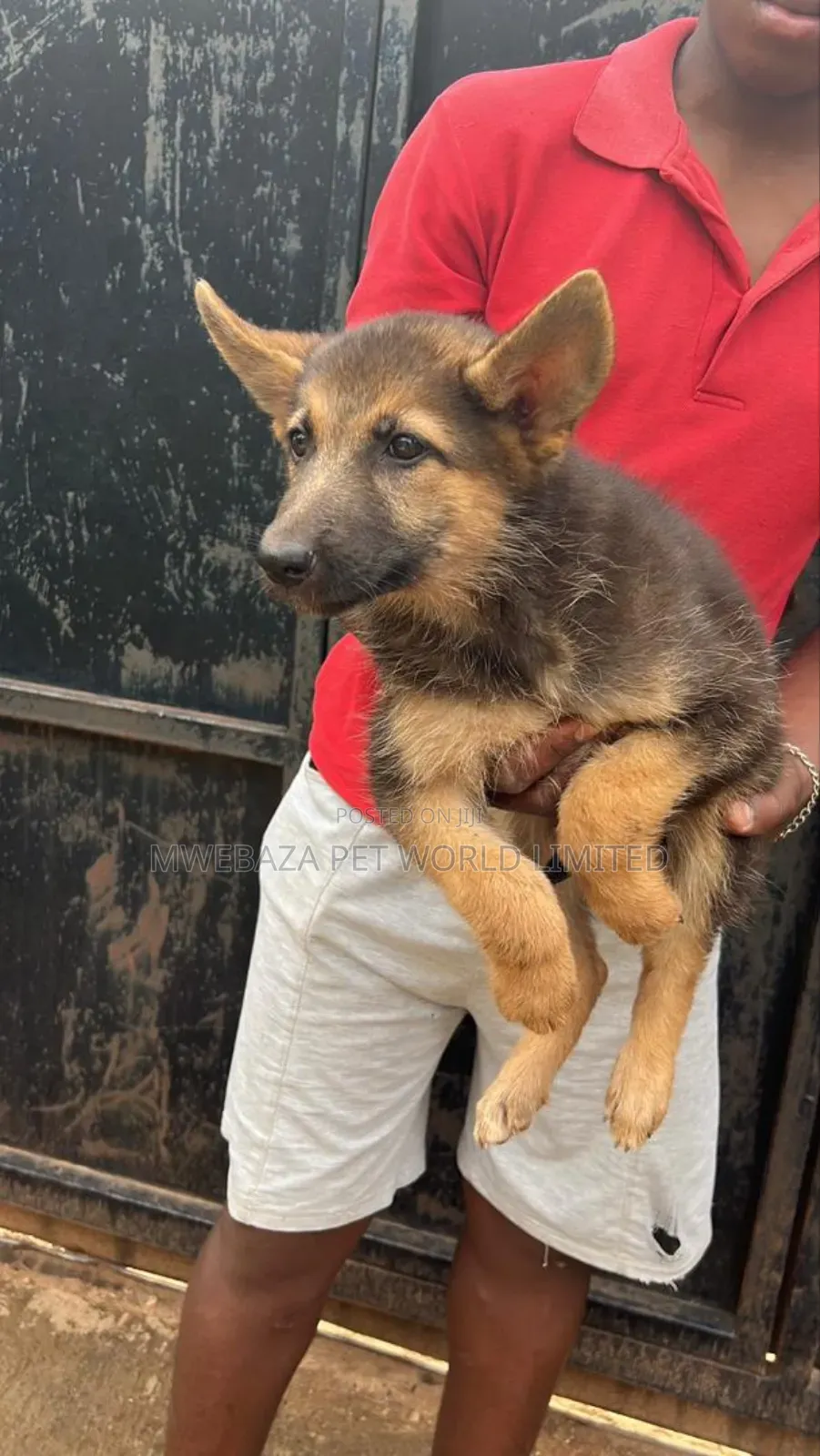 1-3 months Male Purebred German Shepherd
