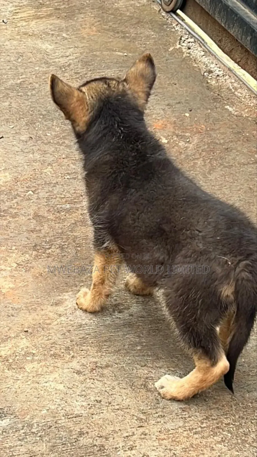 1-3 months Male Purebred German Shepherd