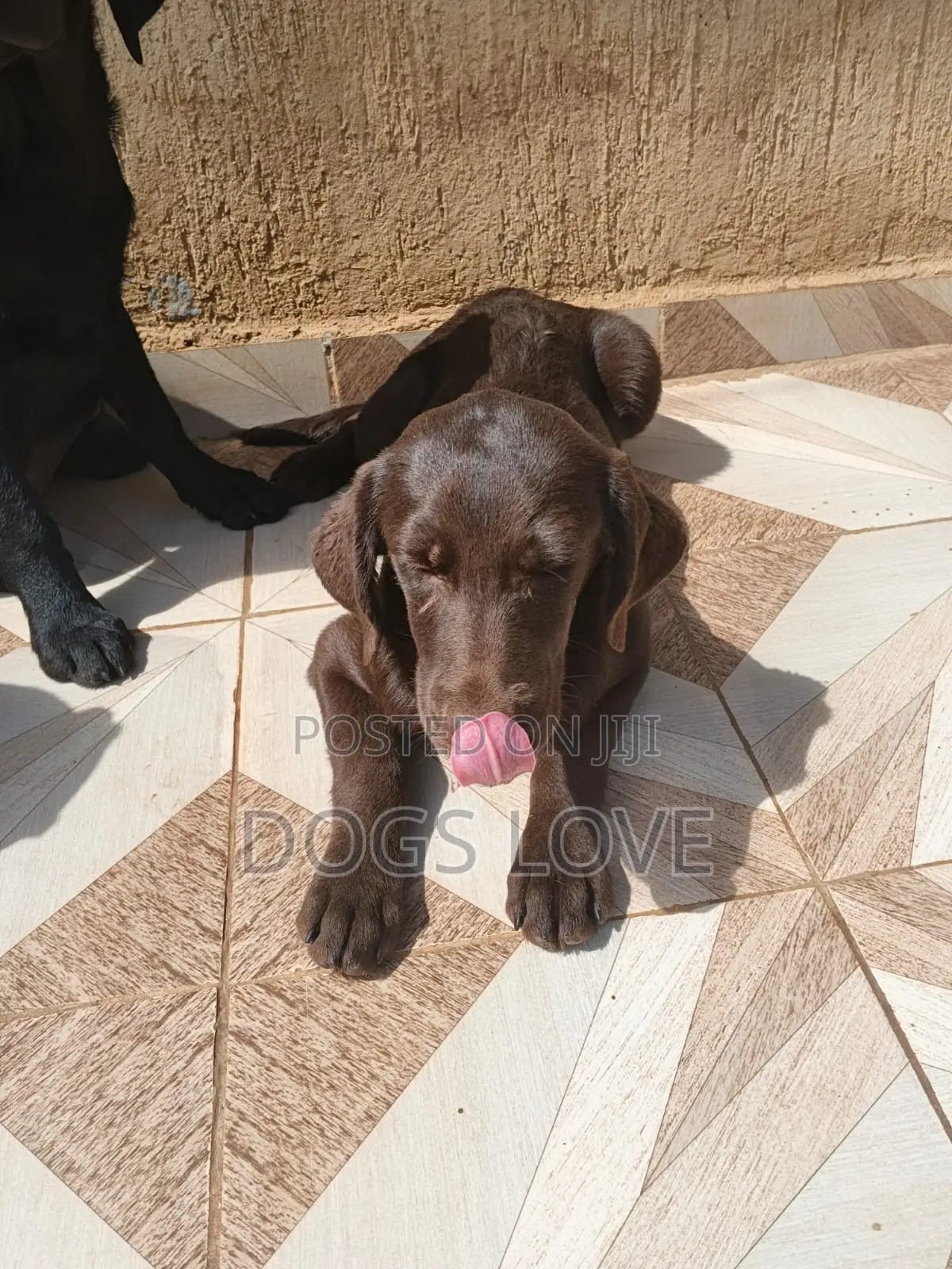 1-3 months Male Purebred Labrador Retriever