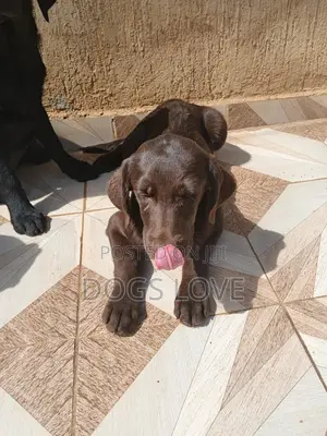 1-3 months Male Purebred Labrador Retriever
