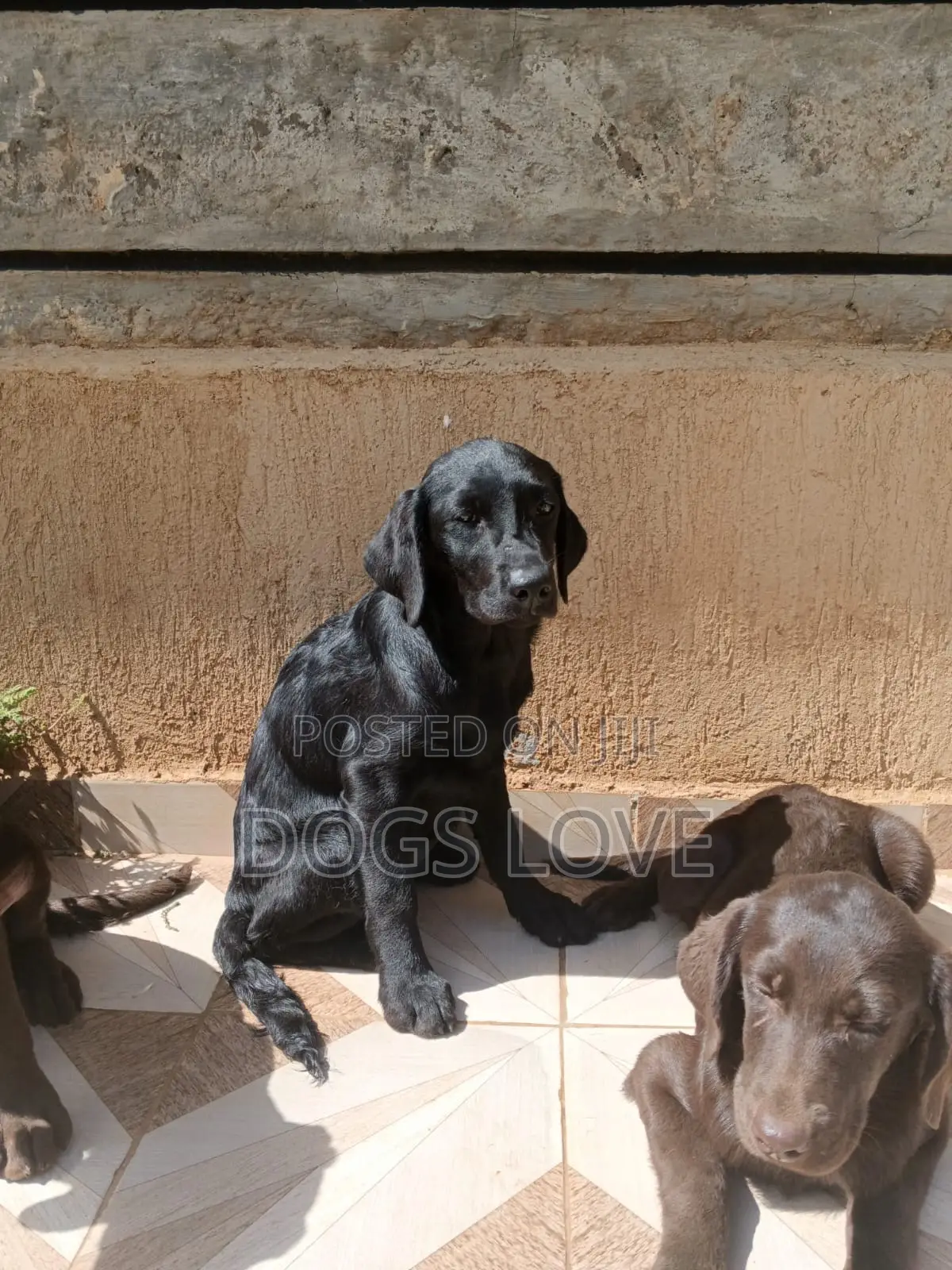 1-3 months Male Purebred Labrador Retriever