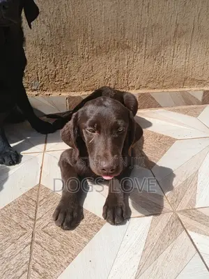 1-3 months Male Purebred Labrador Retriever