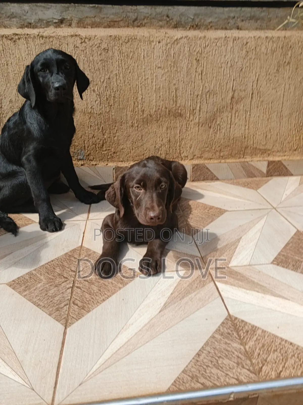 1-3 months Male Purebred Labrador Retriever