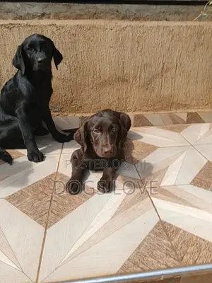 1-3 months Male Purebred Labrador Retriever