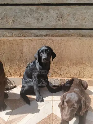 1-3 months Male Purebred Labrador Retriever