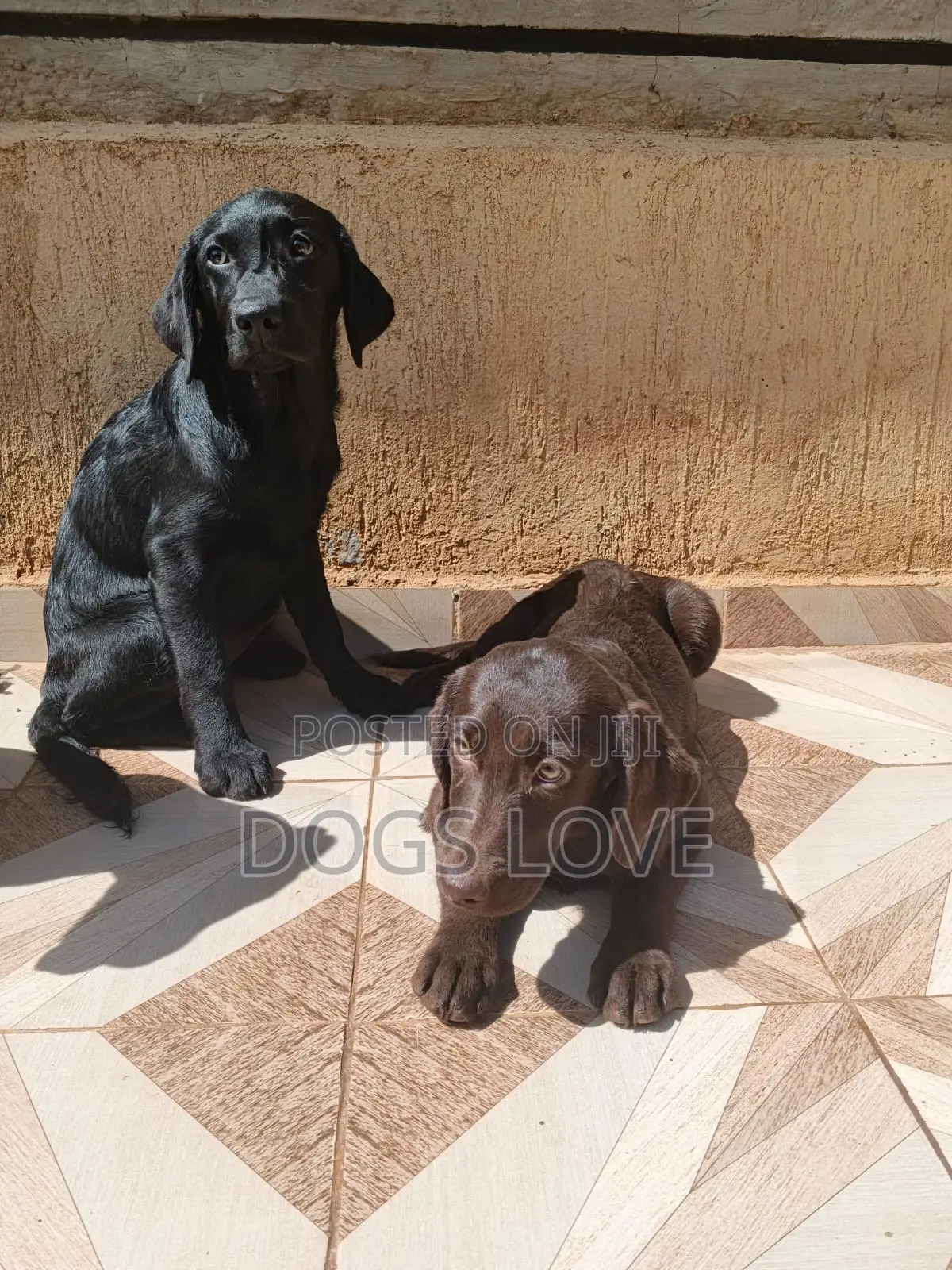 1-3 months Male Purebred Labrador Retriever