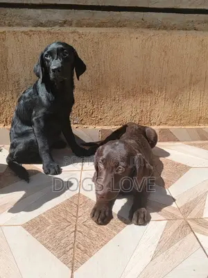 1-3 months Male Purebred Labrador Retriever