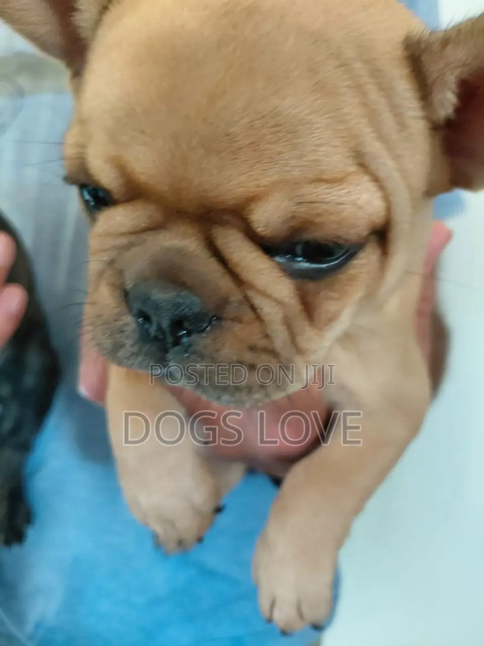 1-3 months Male Purebred Bulldog