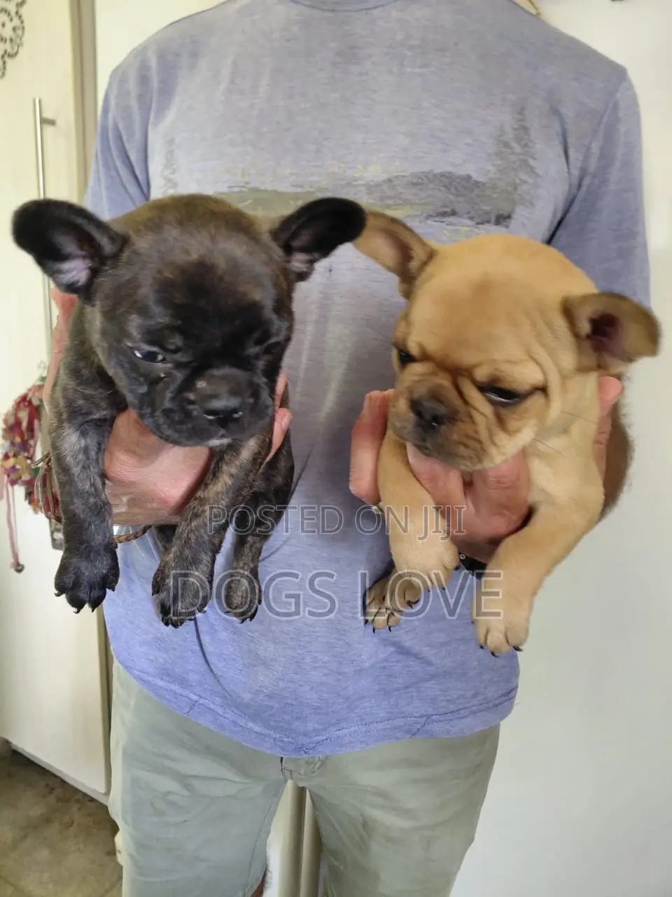 1-3 months Male Purebred Bulldog