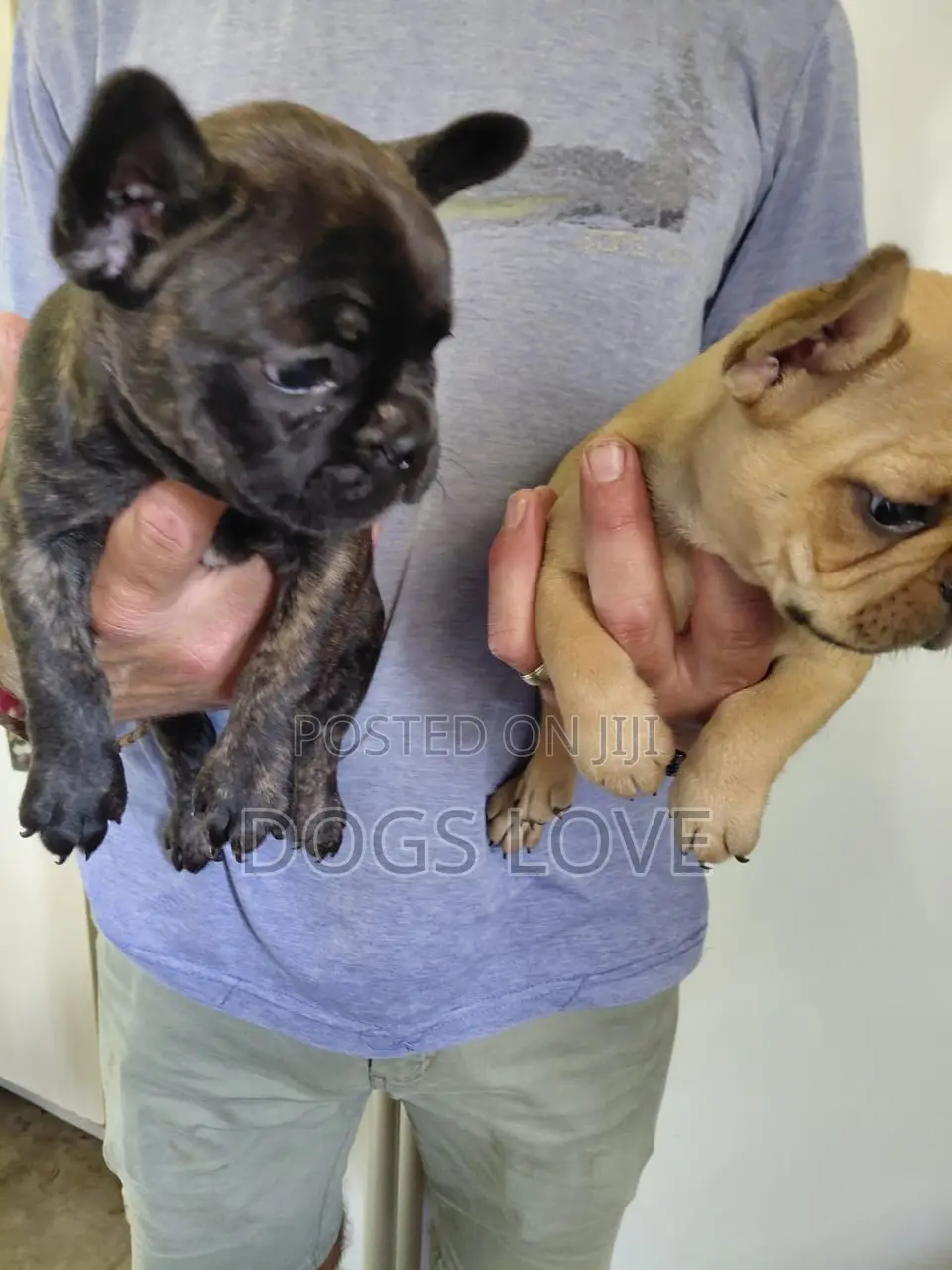 1-3 months Male Purebred Bulldog