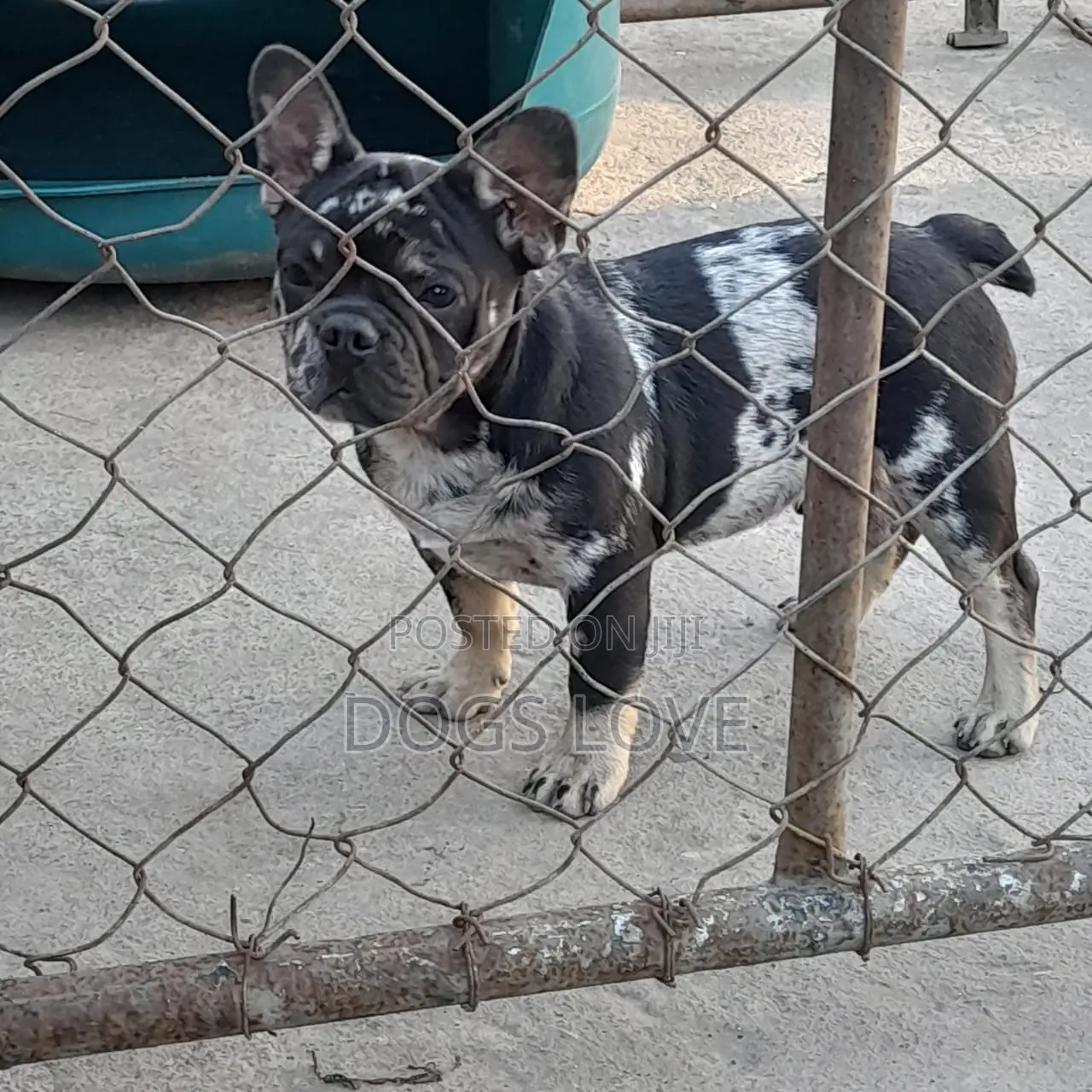 3-6 months Male Purebred Bulldog