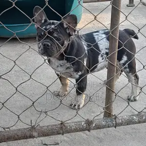 3-6 months Male Purebred Bulldog
