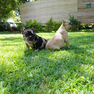 3-6 months Male Purebred Bulldog