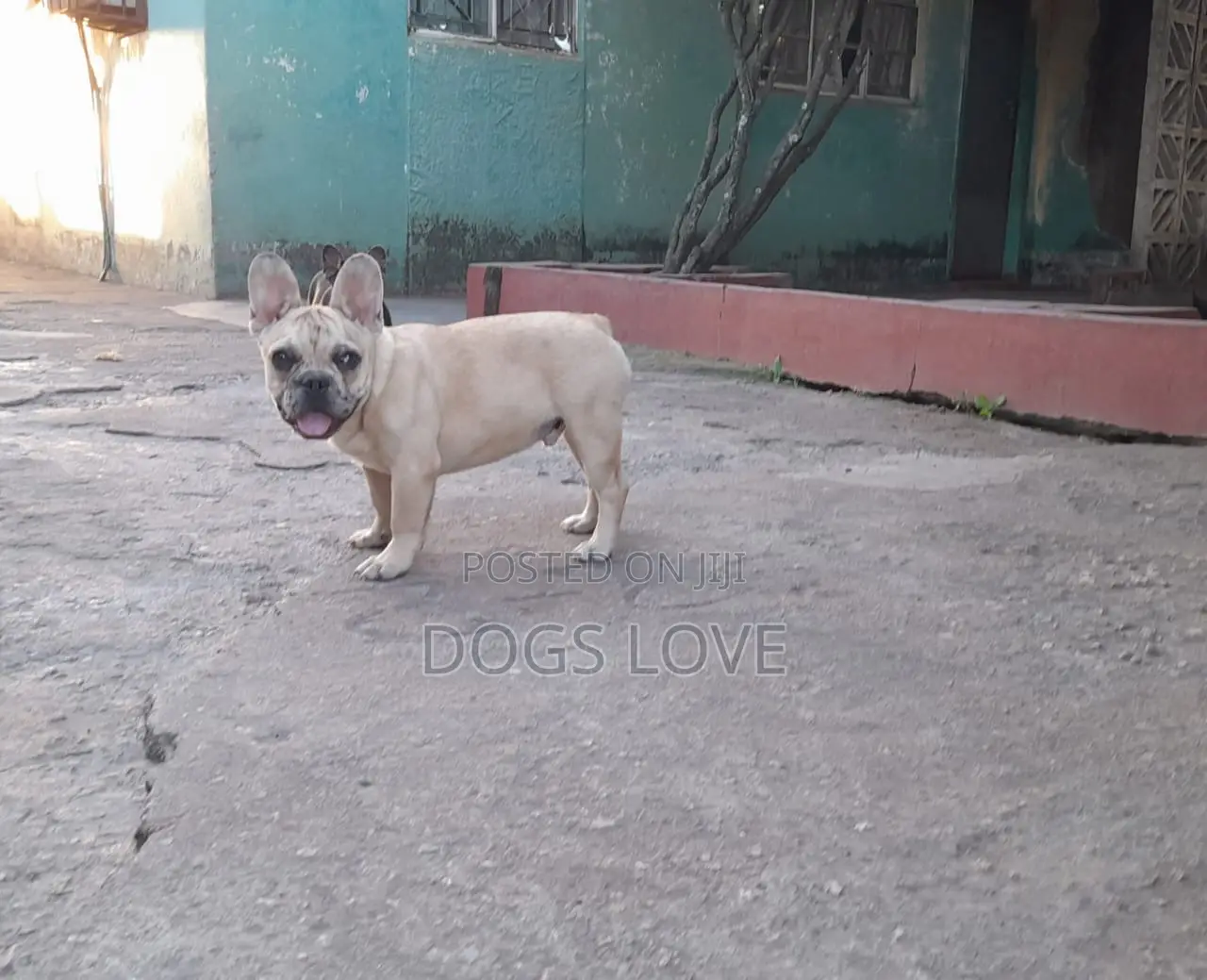 3-6 months Male Purebred French Bulldog