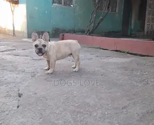 3-6 months Male Purebred French Bulldog