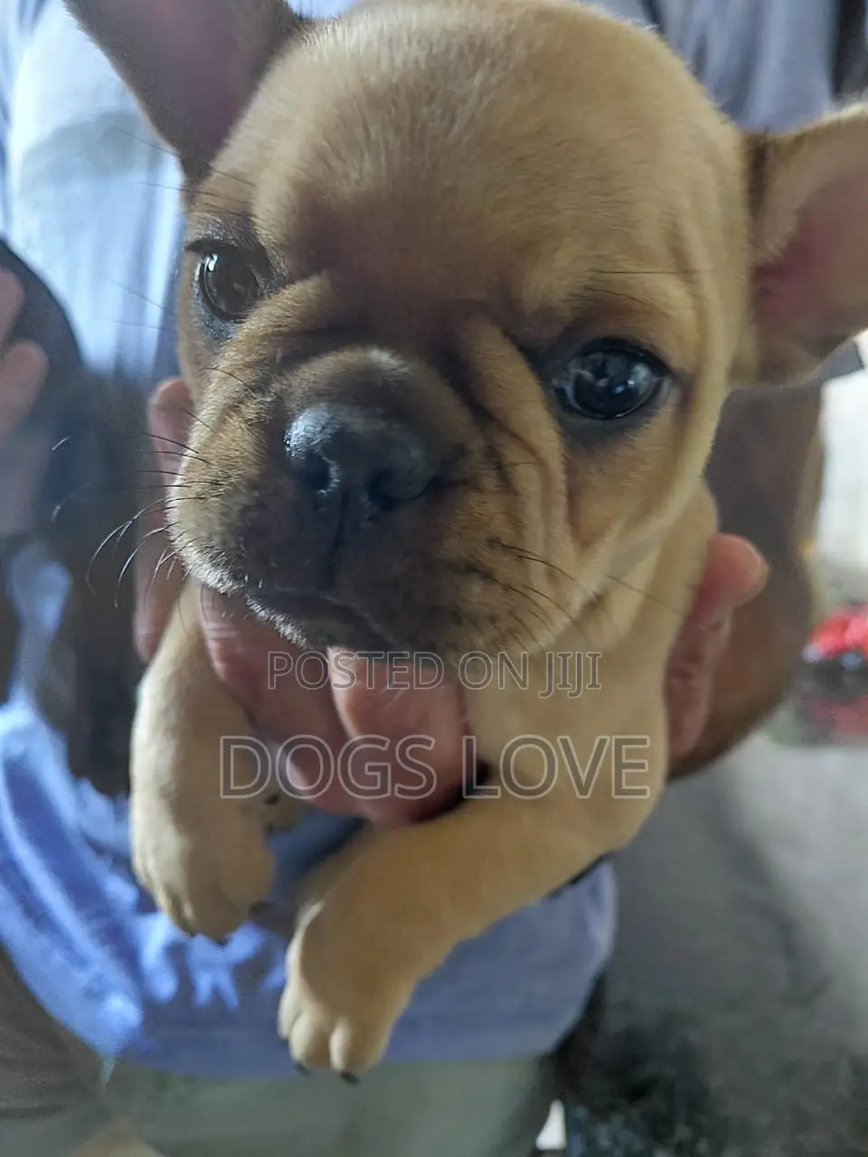 3-6 months Male Purebred French Bulldog