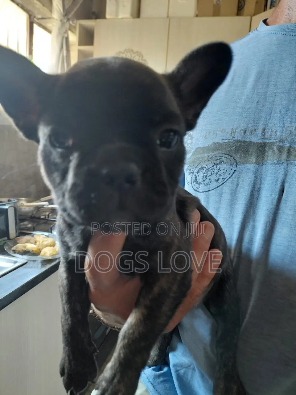 3-6 months Male Purebred French Bulldog