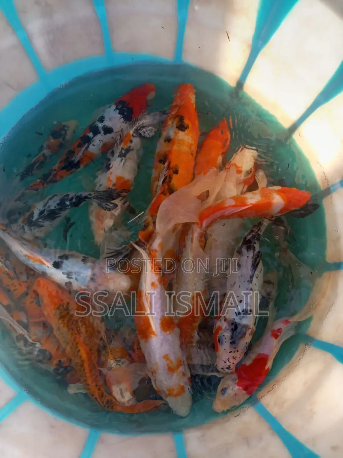 Colourful Koi Carps Best Size.