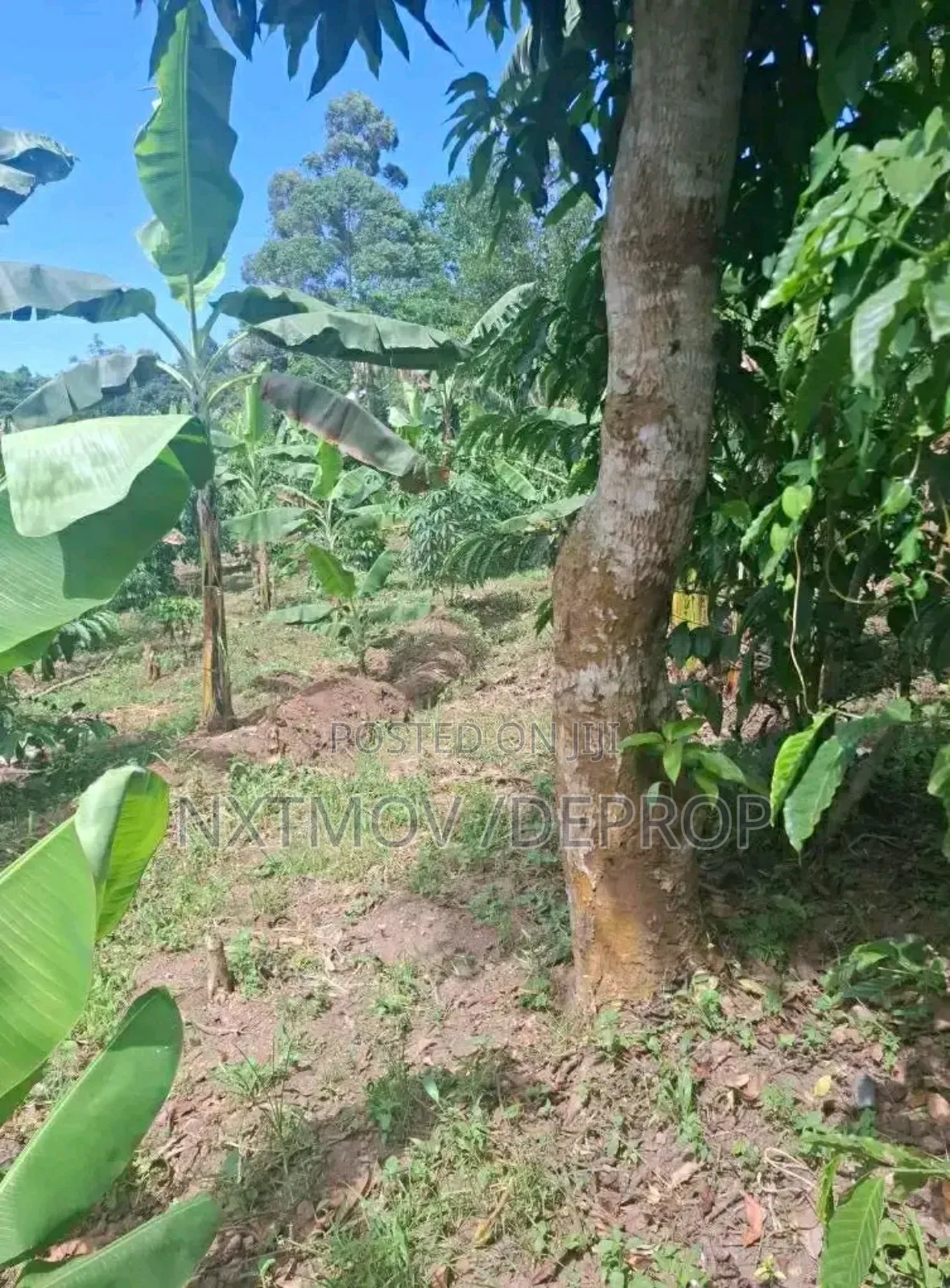 Farm Land for Sale