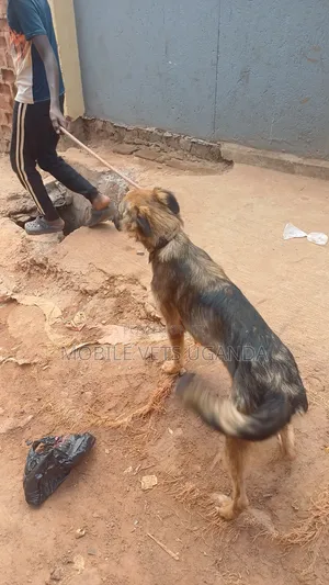 6-12 months Female Purebred German Shepherd