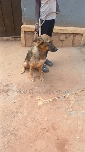 3-6 months Male Purebred German Shepherd