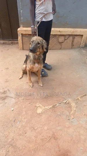 1+ year Male Purebred German Shepherd