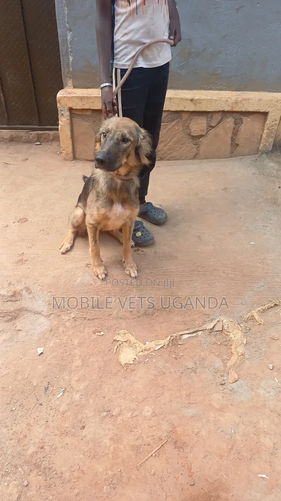1+ year Male Purebred German Shepherd