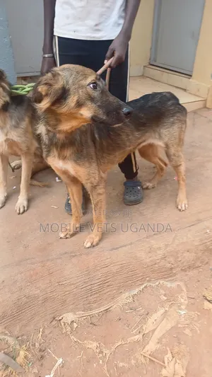 3-6 months Male Purebred German Shepherd