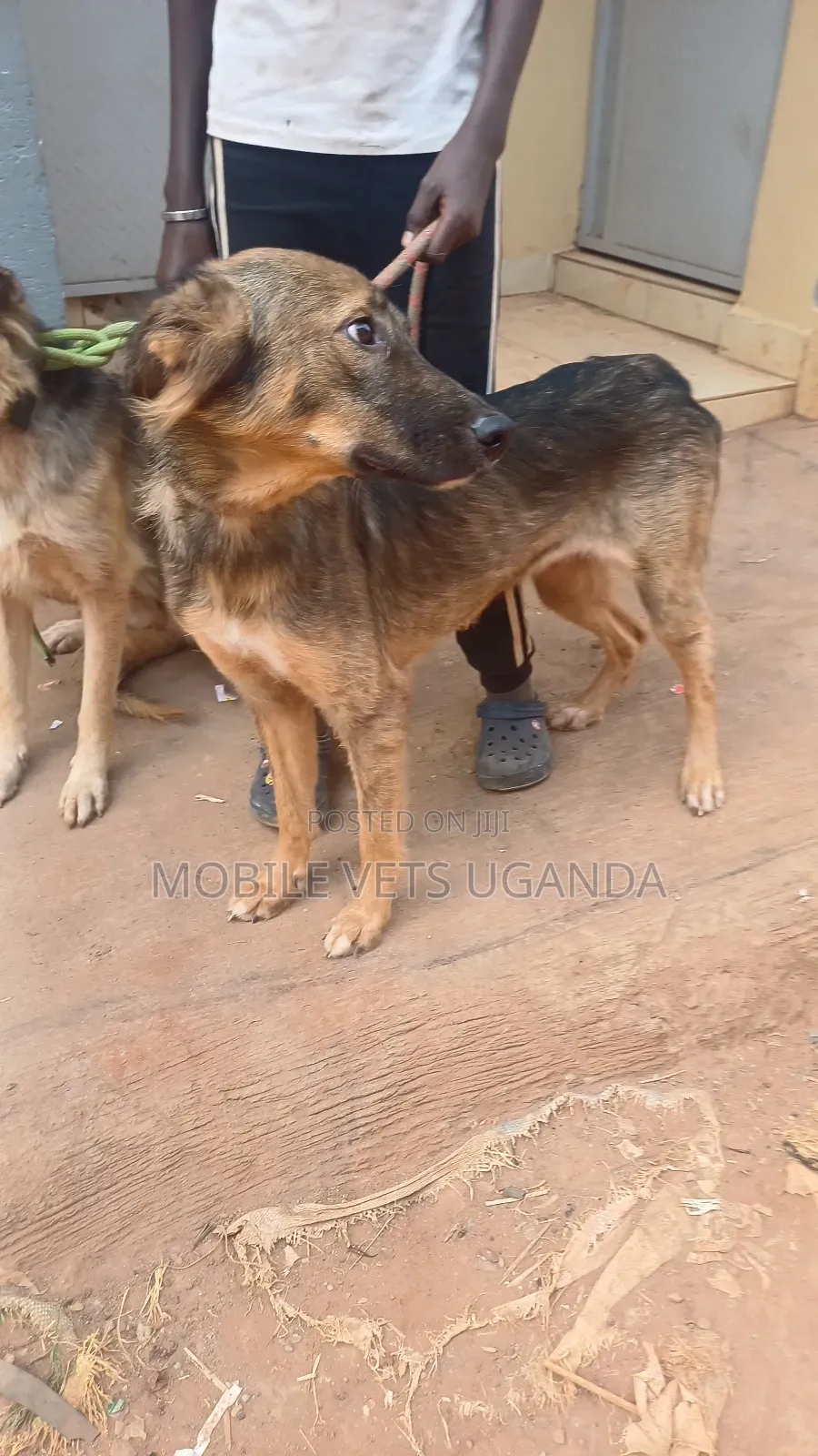 3-6 months Male Purebred German Shepherd