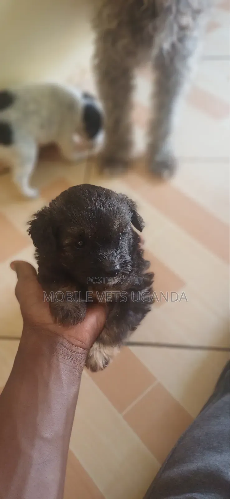 0-1 month Male Purebred German Shepherd