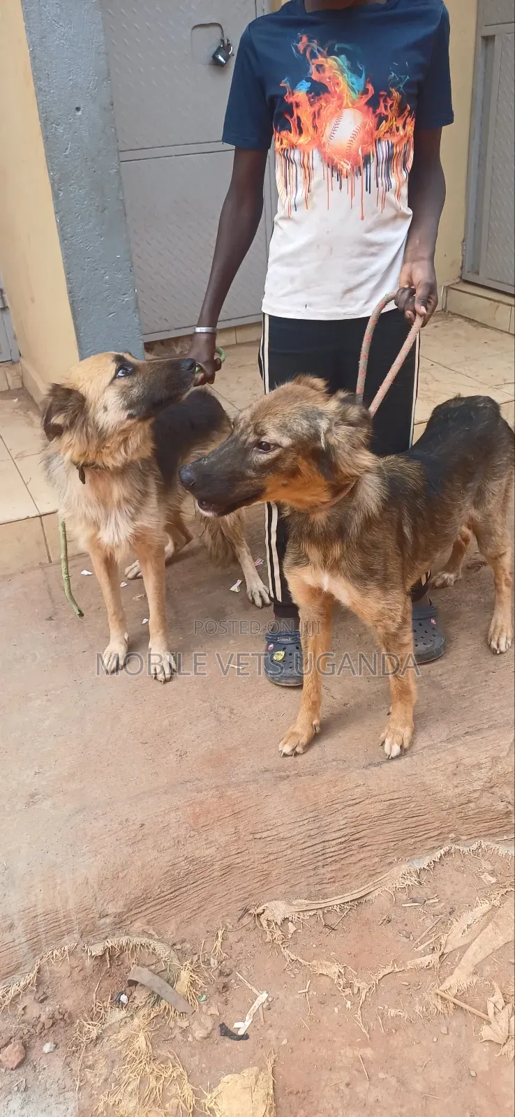 3-6 months Female Purebred German Shepherd