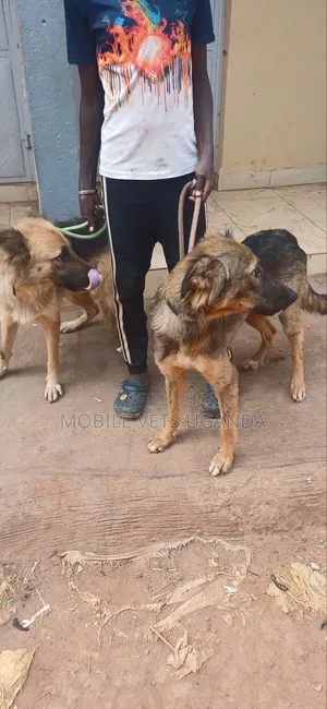6-12 months Male Purebred German Shepherd