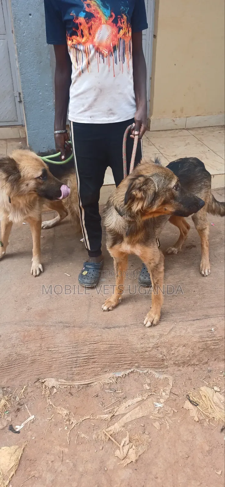 6-12 months Male Purebred German Shepherd