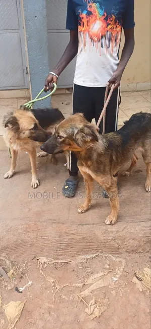 1+ year Male Purebred German Shepherd