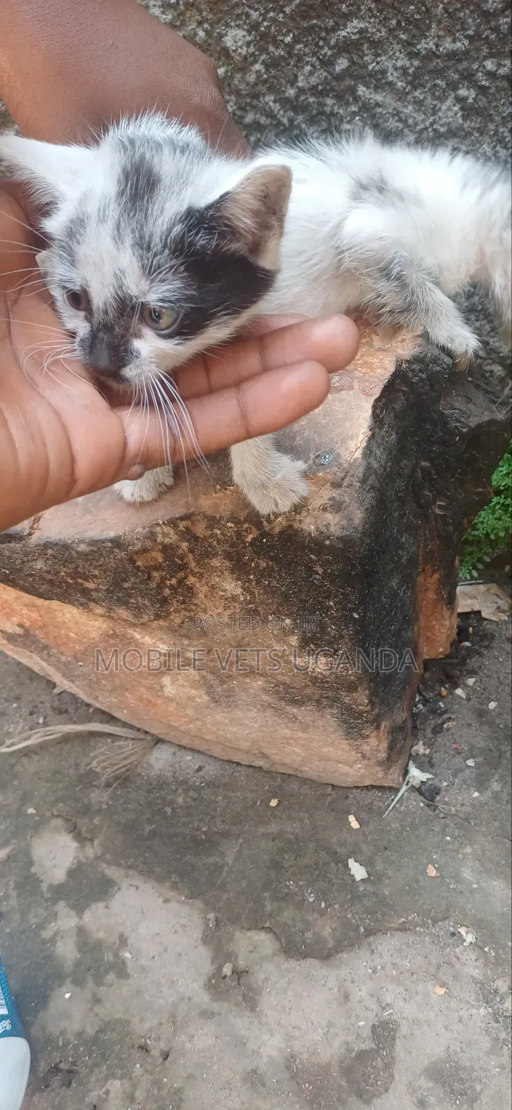 0-1 month Female Purebred American Wirehair
