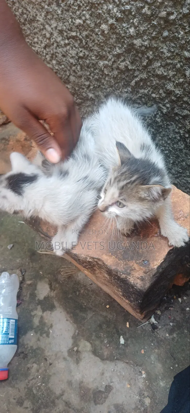 3-6 months Male Purebred Somali