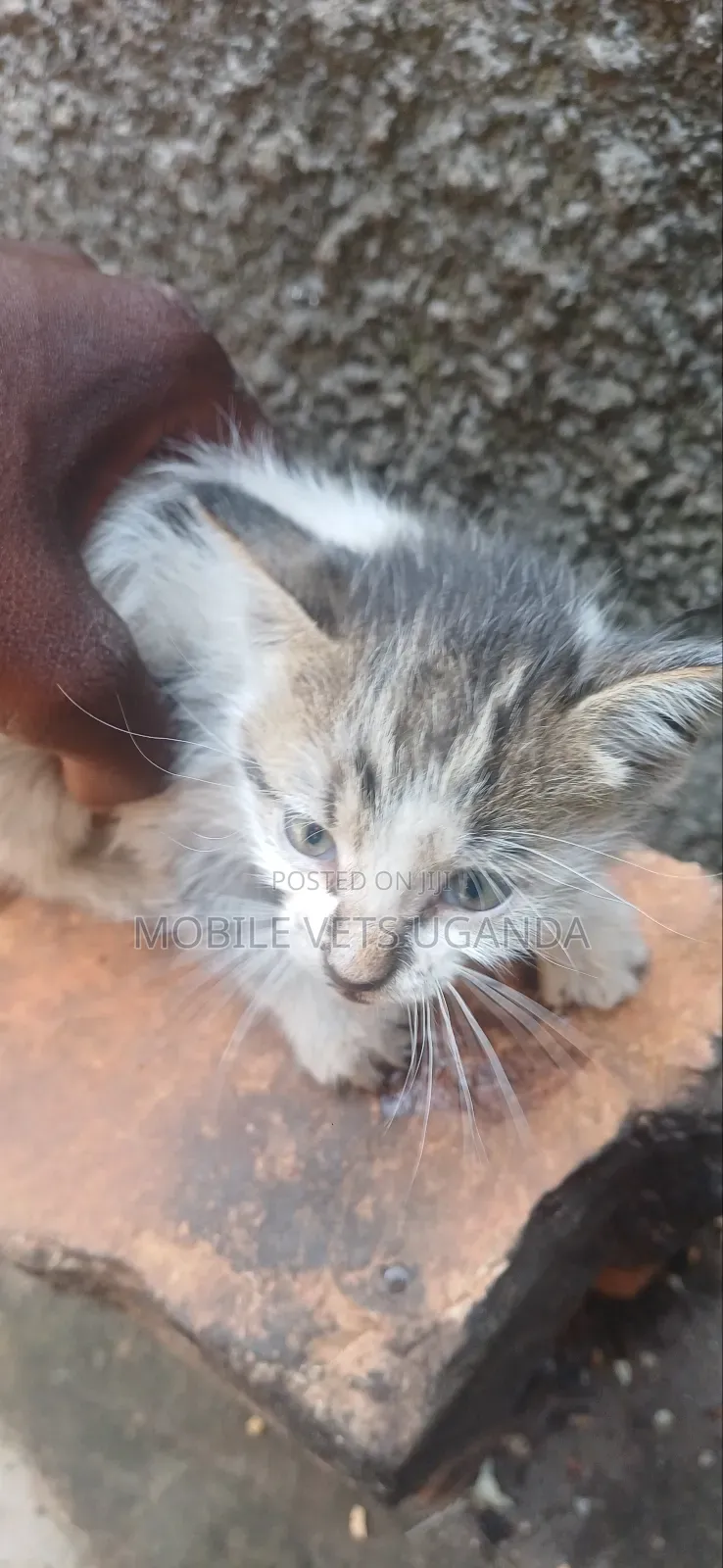 0-1 month Female Purebred Ragdoll
