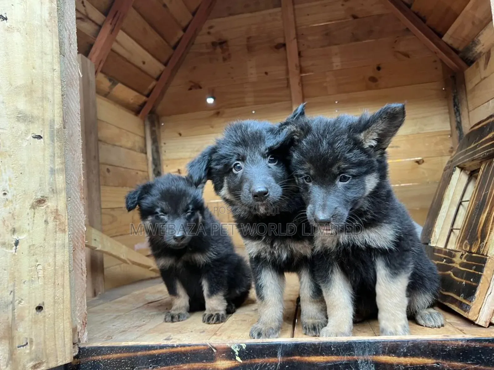1-3 months Male Purebred German Shepherd