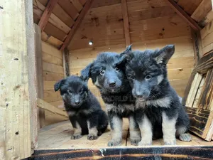 1-3 months Male Purebred German Shepherd