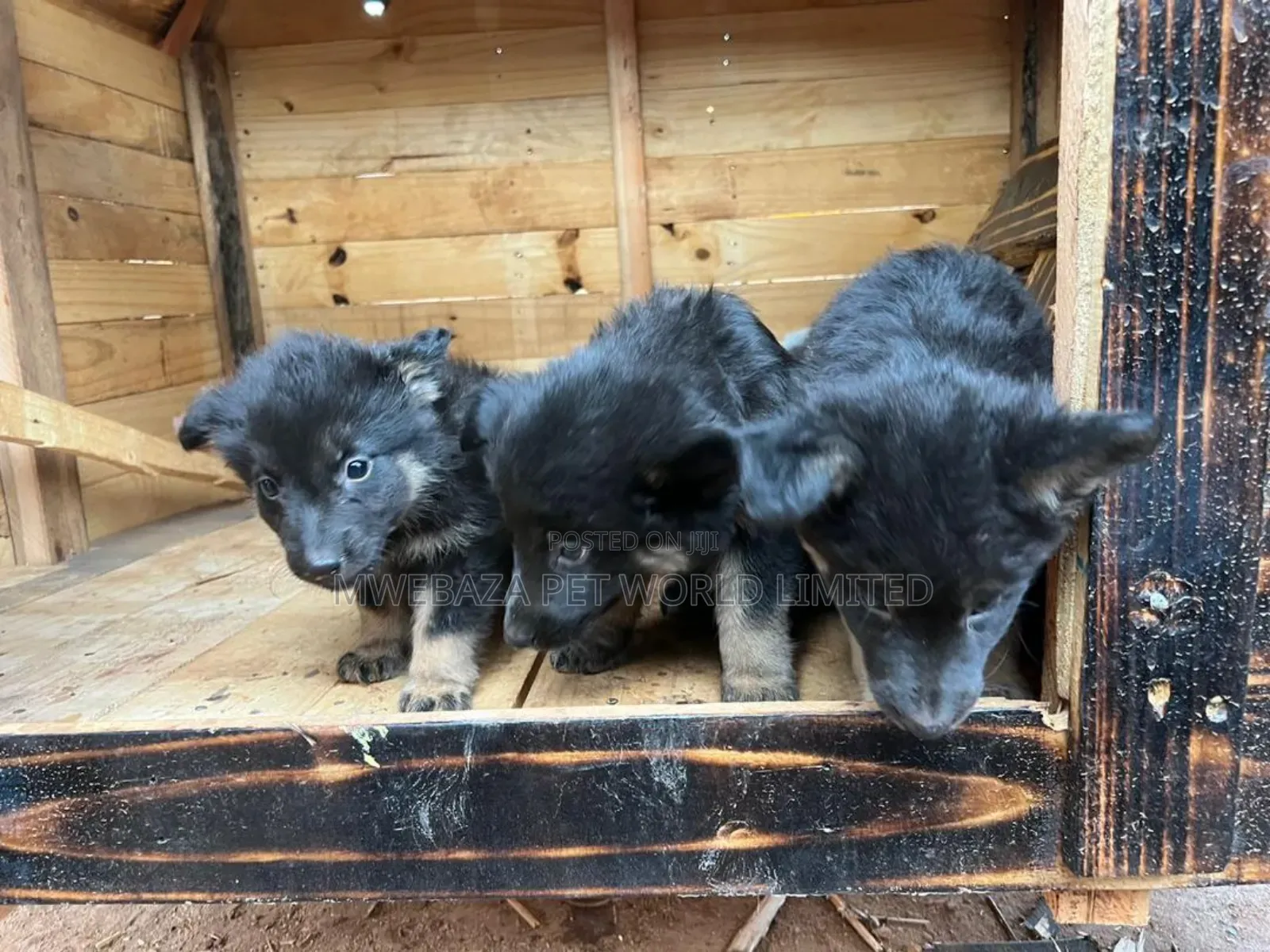 1-3 months Male Purebred German Shepherd