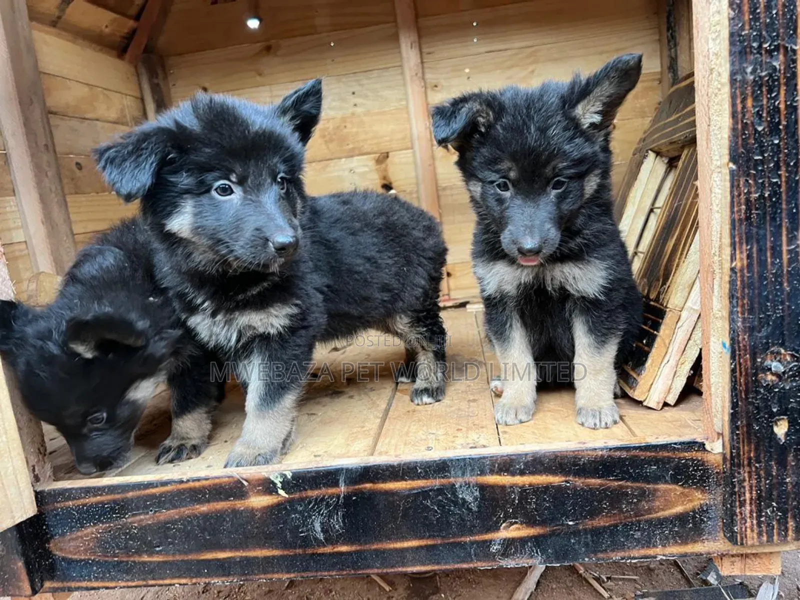 1-3 months Male Purebred German Shepherd