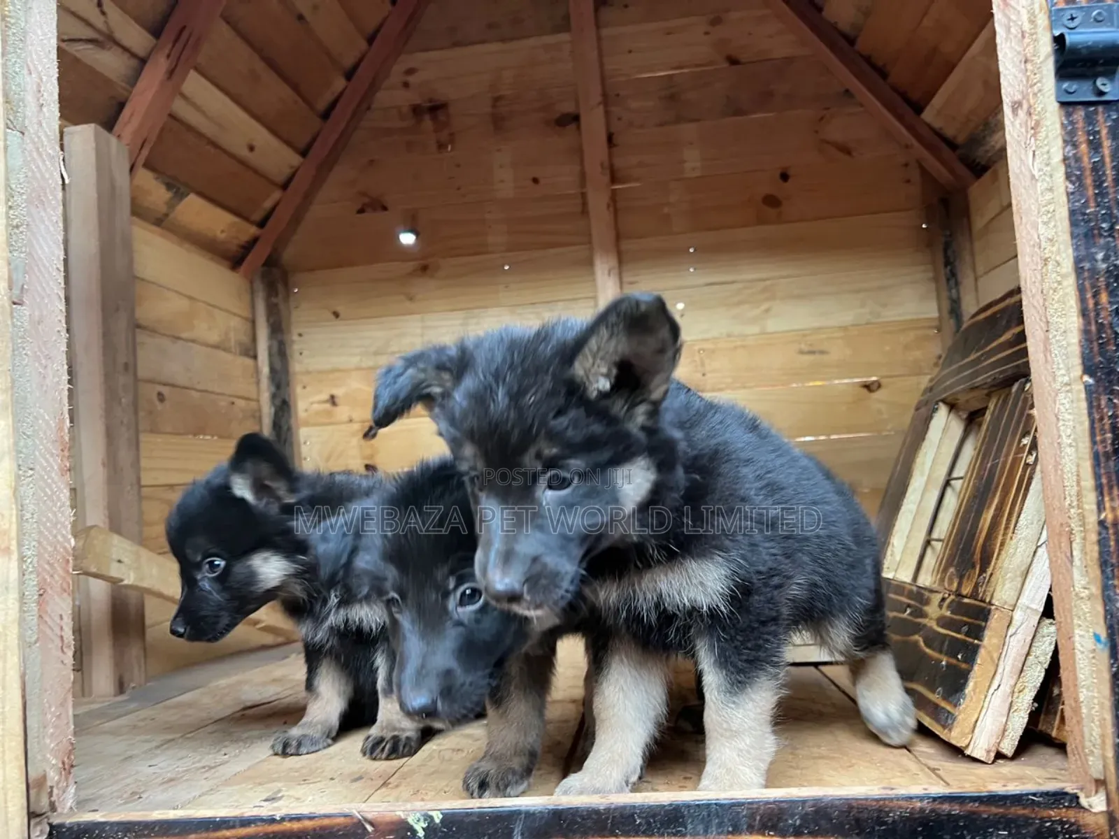 1-3 months Male Purebred German Shepherd