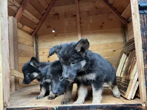 1-3 months Male Purebred German Shepherd