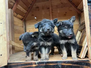 1-3 months Male Purebred German Shepherd