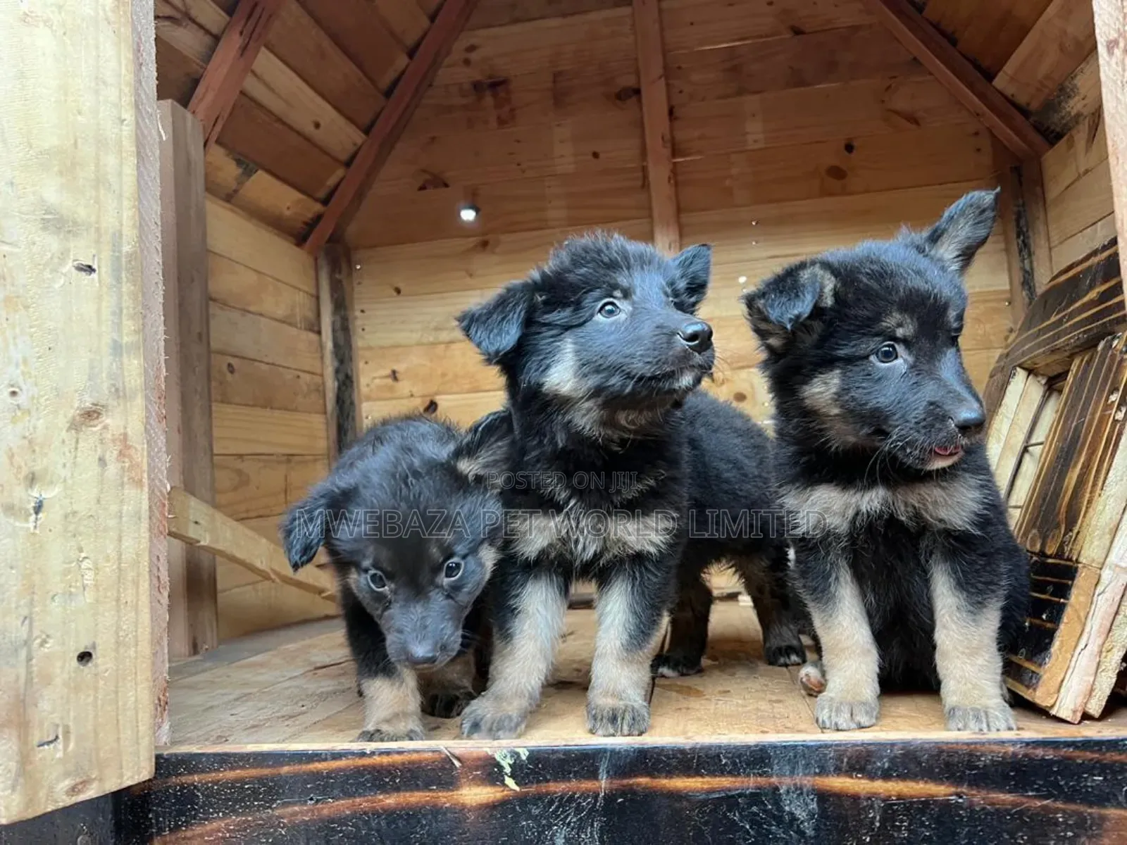 1-3 months Male Purebred German Shepherd